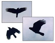 crow angles