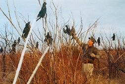 Bob setting decoys