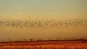 Crows!