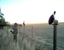 decoy on fence