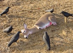 roadkill decoy