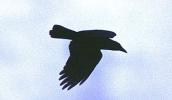 Crow