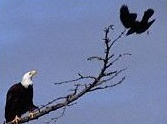fighting crow