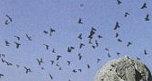 flocking crows