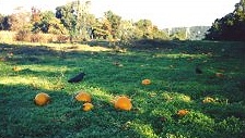 pumpkin crow