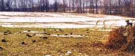 field of fire