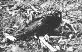 Judas Crow