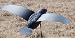 Assault Crow