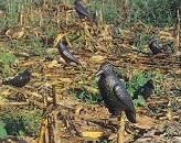 Crow decoys in field