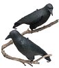 crow full bodied decoys