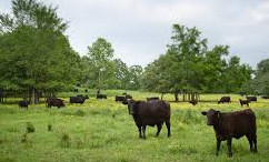 Feedlot