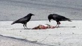 crows feeding on roadkill