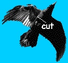 crow cut